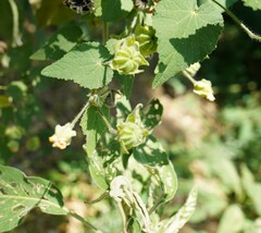 Abutilon grandifolium