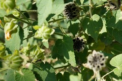 Abutilon grandifolium