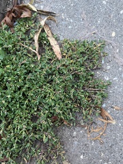 Polygonum arenastrum