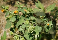 Abutilon grandifolium