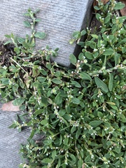 Polygonum arenastrum