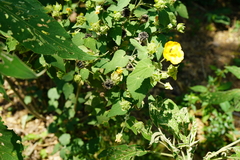 Abutilon grandifolium
