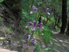 Stachys grandidentata