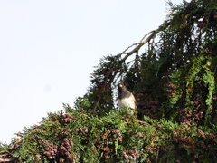 Junco hyemalis