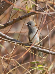 Junco hyemalis