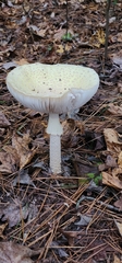 Amanita abrupta