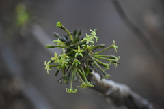 Vasconcellea candicans