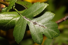 Phyllonorycter leucographella