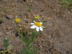 Anthemis