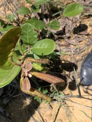 Dichapetalum