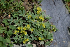 Sibbaldia parviflora