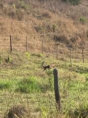 Callithrix geoffroyi