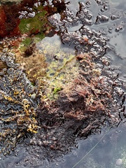 Phyllospadix torreyi