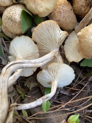 Desarmillaria
