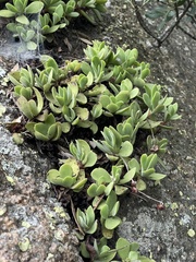 Crassula swaziensis