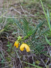 Senna aciphylla