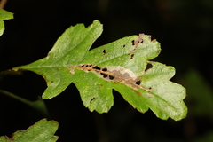 Phyllonorycter leucographella