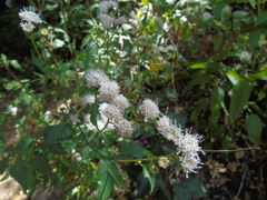 Ageratina glechonophylla