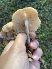 Desarmillaria