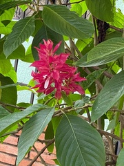 Megaskepasma