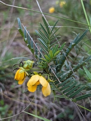 Senna aciphylla