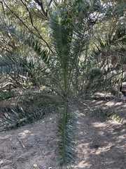 Phoenix canariensis