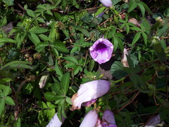 Ipomoea cairica