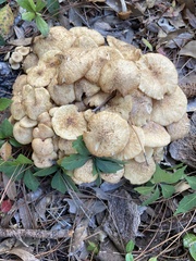 Desarmillaria