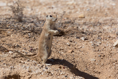 Xerospermophilus tereticaudus