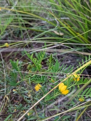 Senna aciphylla