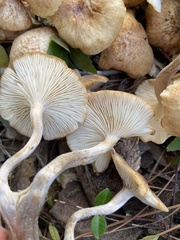 Desarmillaria