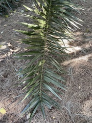 Phoenix canariensis