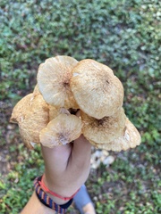 Desarmillaria