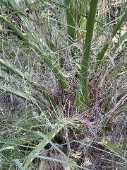 Phoenix canariensis