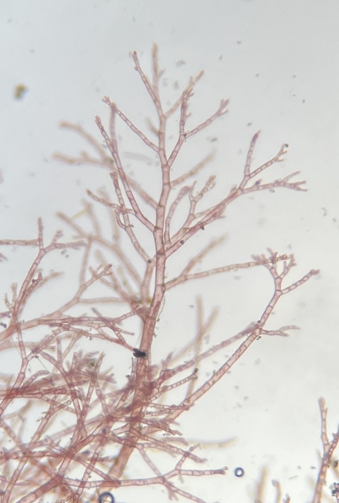 Compsothamnieae