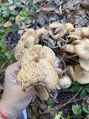Desarmillaria