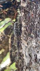 Poecilonota