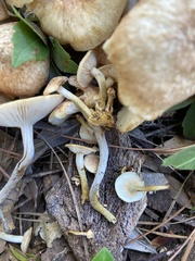 Desarmillaria