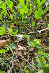Podolobium procumbens