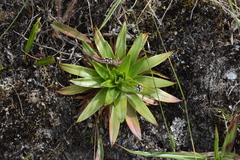 Paepalanthus