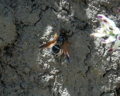 Hypodynerus vespiformis