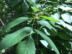 Toxicodendron vernix