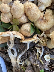 Desarmillaria