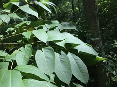 Toxicodendron vernix