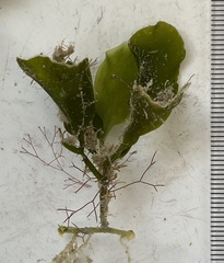 Caulerpa prolifera
