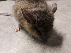 Peromyscus leucopus