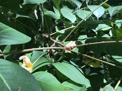 Toxicodendron vernix