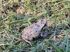 Hyla japonica