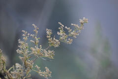 Ophryosporus peruvianus