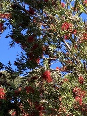 Myzomela sanguinolenta